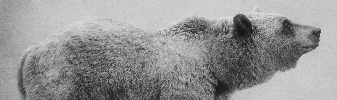 Sobre Oso Plateado